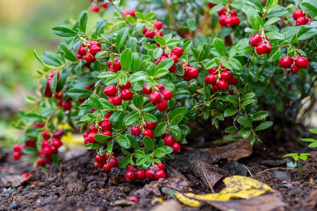 Preiselbeere © S.O.E / www.shutterstock.com Preiselbeere