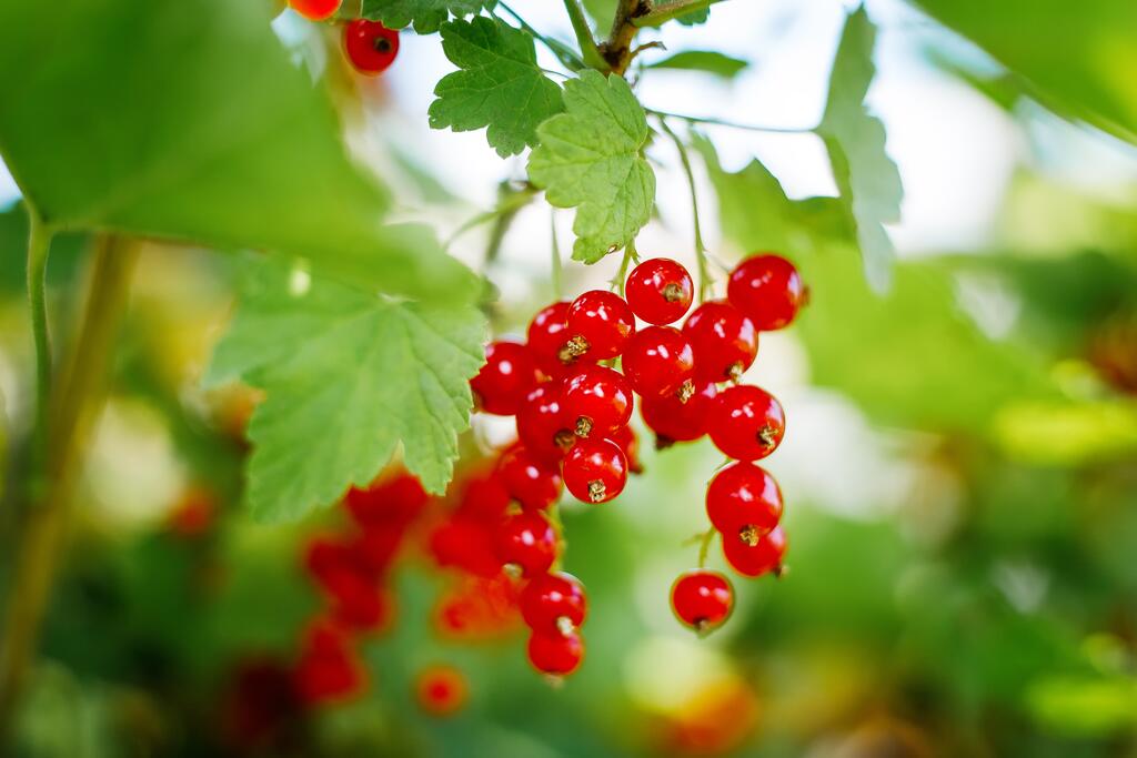 Johannisbeere © Roman Milavin / www.shutterstock.com Johannisbeere