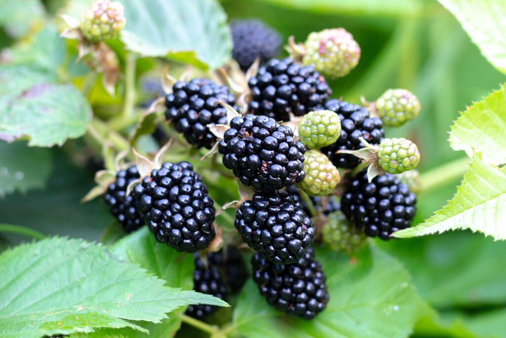 Brombeere © Vera Tikhonova / www.gettyimages.com Brombeere