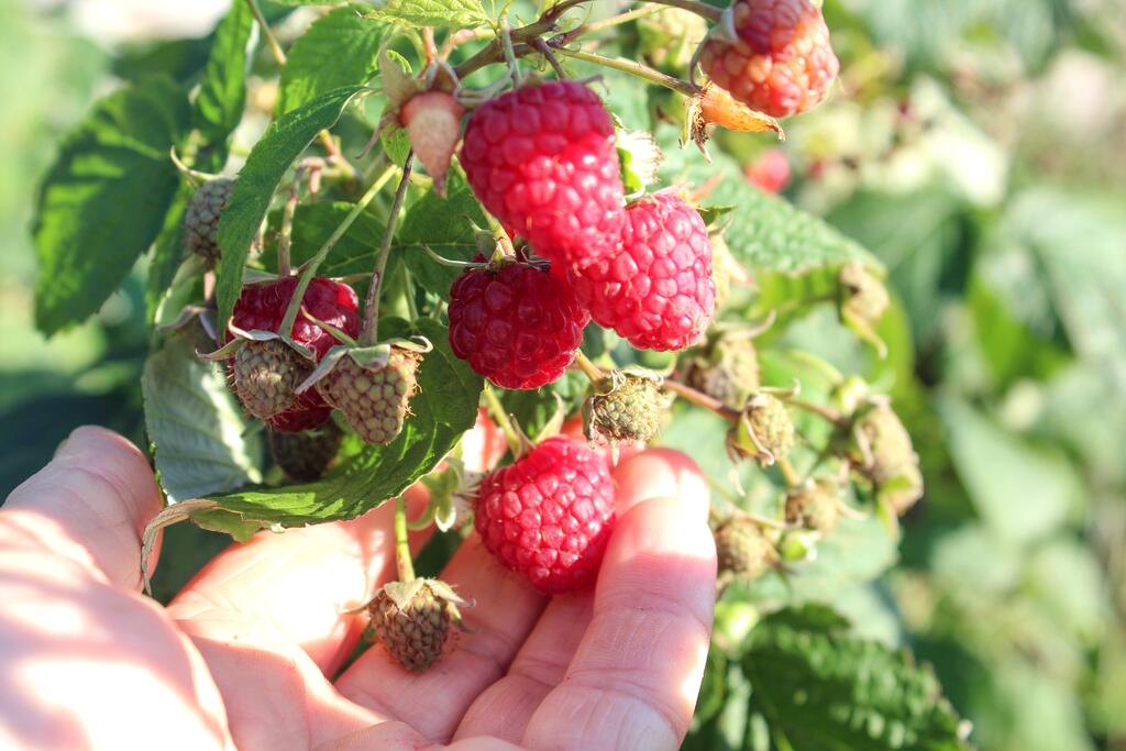 Himbeere © MARYIA SAMALEVICH / www.shutterstock.com Himbeere