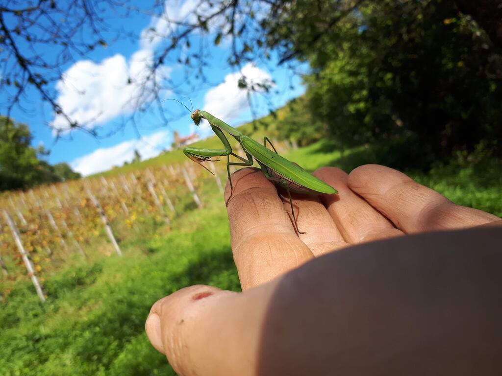 Otto Knaus hält eine Mantis in seiner Hand: ein Zeichen für die Vielfalt in seinen Weinbergen. © Otto Knaus Otto Knaus hält eine Mantis in seiner Hand: ein Zeichen für die Vielfalt in seinen Weinbergen.