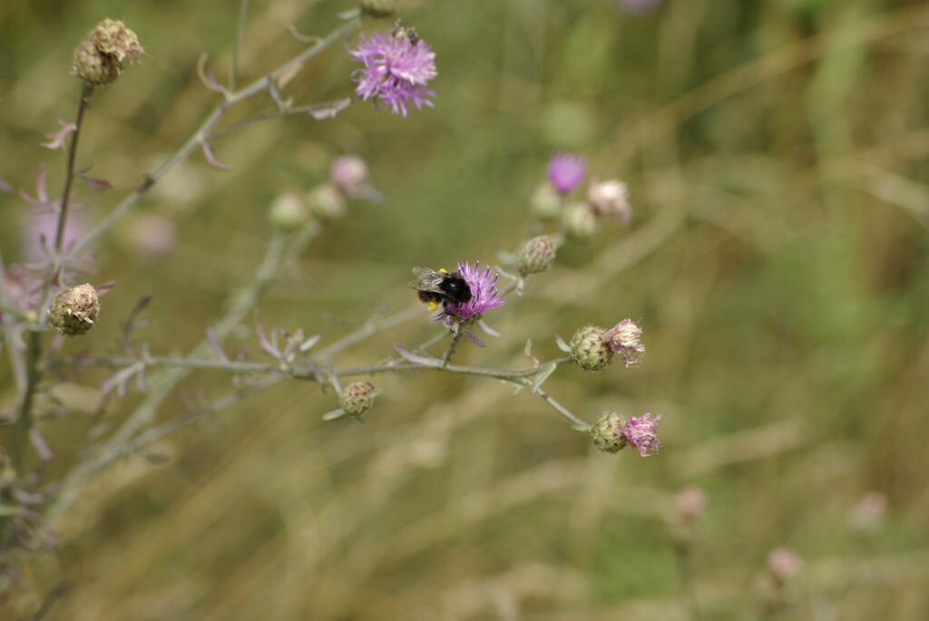 Hummel © Johannes Maurer Hummel