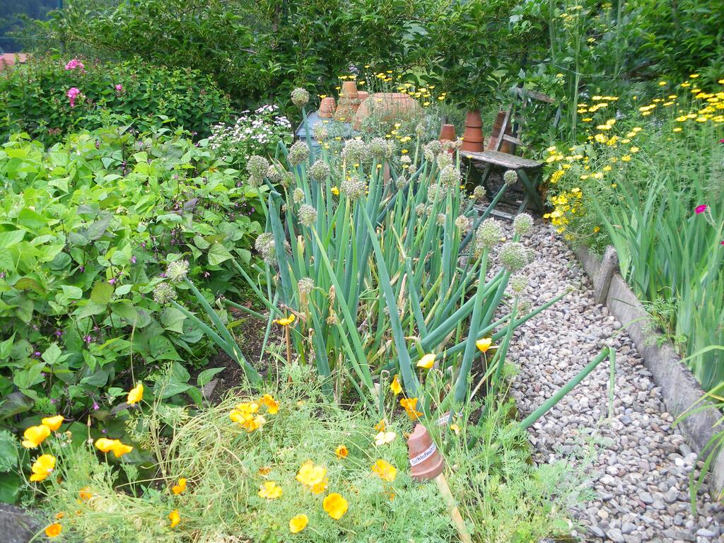 Gelber Mohn und Heckenzwiebel