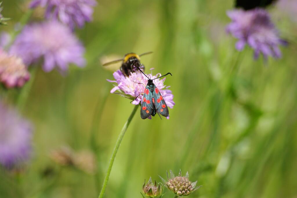 Hummel und Falter auf Blume