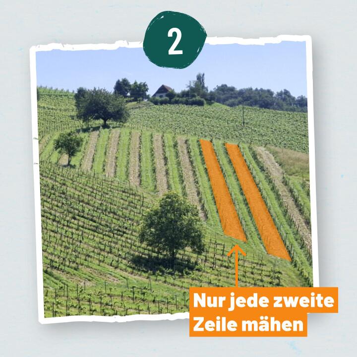 Schritt 2 Halbe halbe Mähen