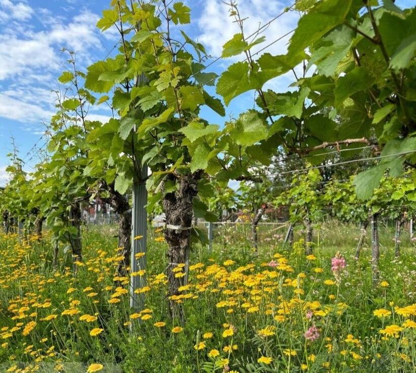 Unterstockbegrünungen schützen vor Austrocknung und bieten gleichzeitig Nahrung für Insekten und Vögel. © Michael Binder Unterstockbegrünungen schützen vor Austrocknung und bieten gleichzeitig Nahrung für Insekten und Vögel.