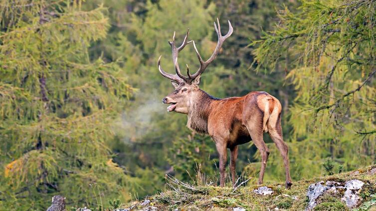 © Nationalpark Kalkalpen Hirsch