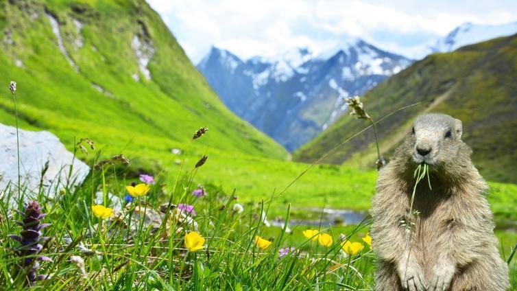 Murmeltier im Weitental © © Hochgebirgsnaturpark Zillertaler Alpen Murmeltier im Weitental