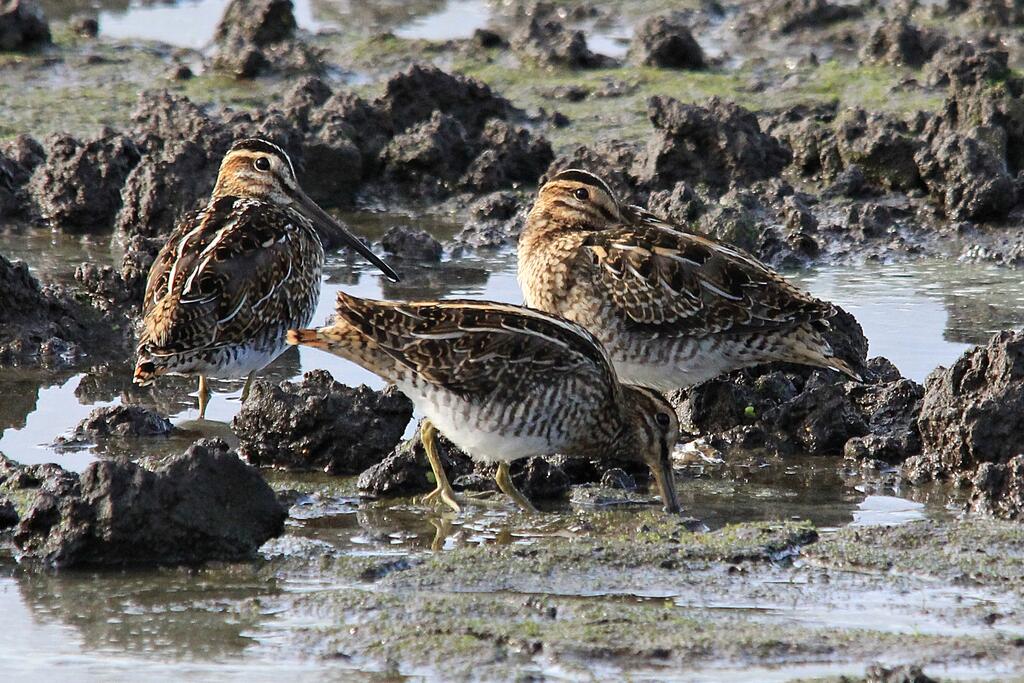 Drei große Vögel stochern im Gatsch