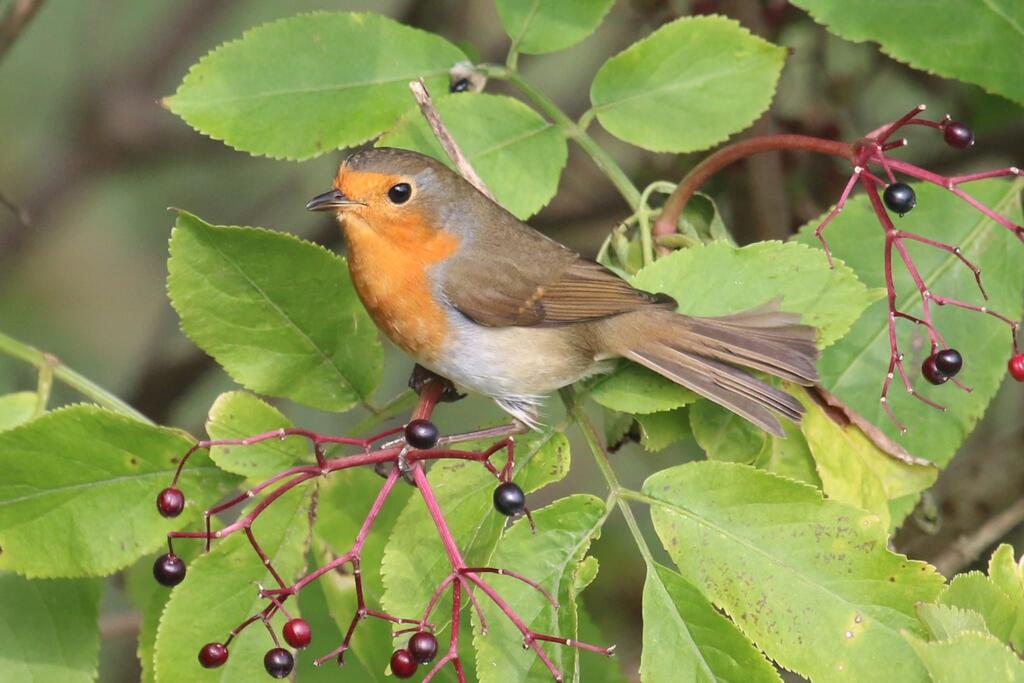Ein Vogel mit rotem Bauch auf einem grünen Ast mit dunklen Beeren