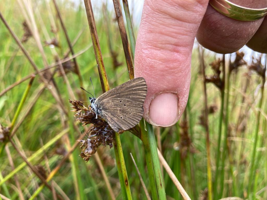 „Der Bläuling ist nicht größer als mein Fingernagel. Ich bin stolz, dass er wieder hier ist“, sagt Christian Danter. © Christian Danter Ein kleiner brauner Schmetterling sitzt auf einem Grashalm, ein Mensch hält daneben den Zeigefinger zum Vergleich