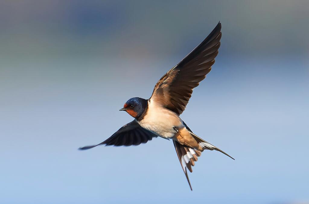 Schwalbe im Flug © Zakaria Laperashvili /Adobestock Schwalbe im Flug
