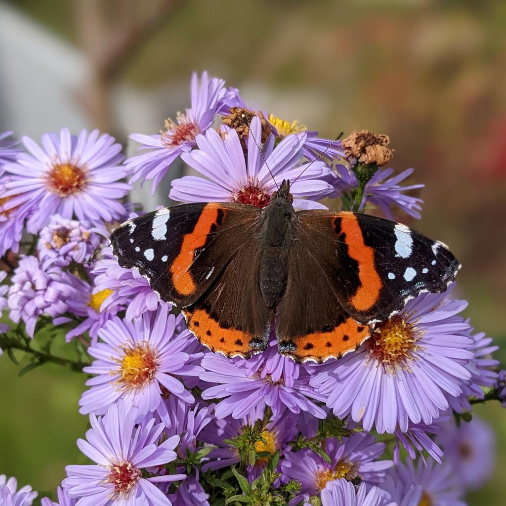 Ein Braunroter Schmetterling auf einer lila Blume 