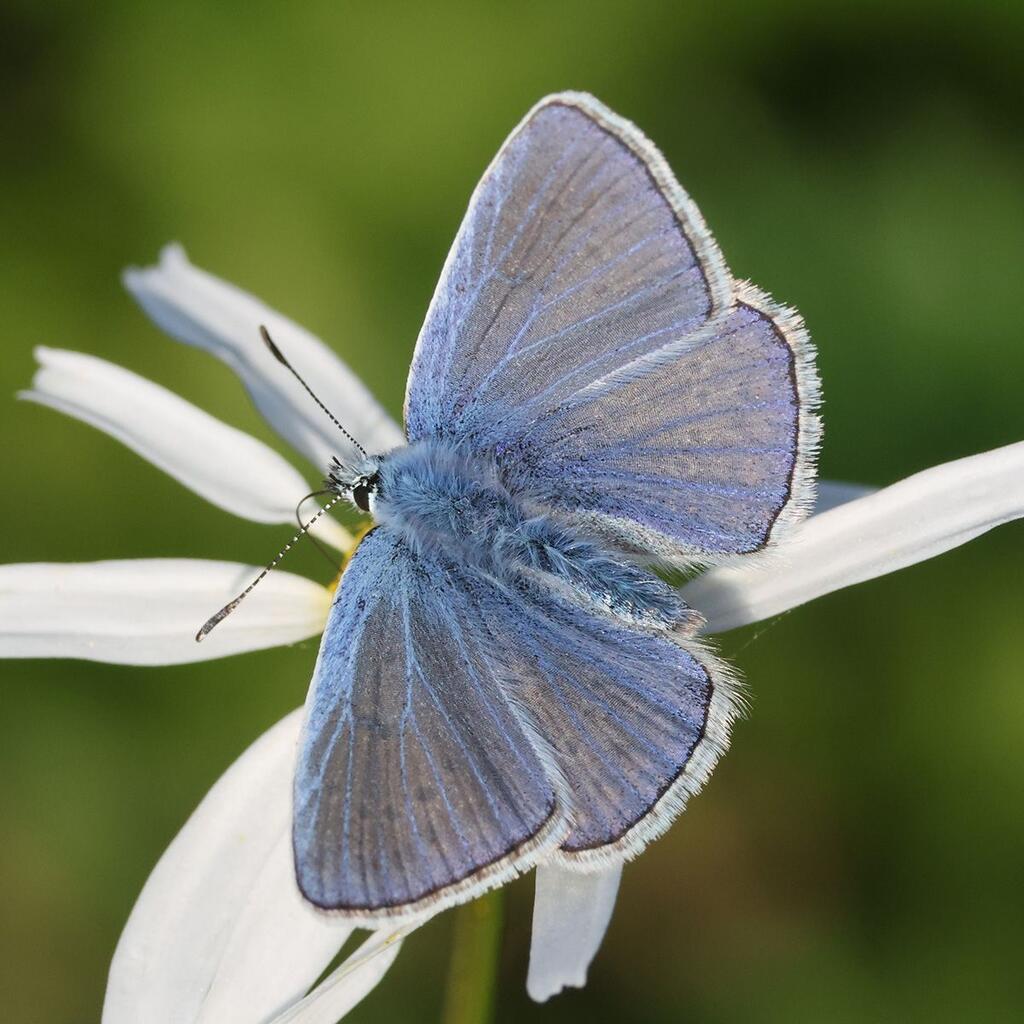 Hauhechel-Bläuling © Peter Wienerroither / schmetterlingsapp.at/sichtung/1021672 Hauhechel-Bläuling (Polyommatus icarus)