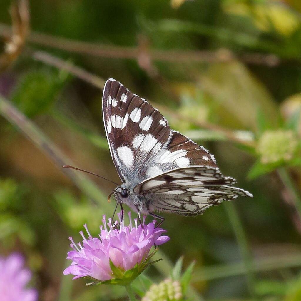 Schachbrett © wolfgang kraeuter / schmetterlingsapp.at/sichtung/858546 Schachbrett (Melanargia galathea)