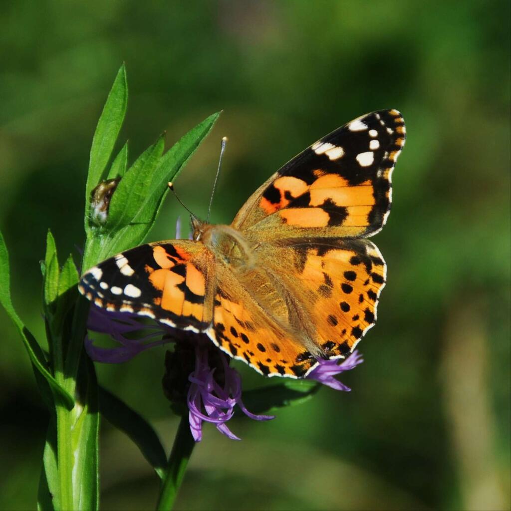 Distelfalter © Hansjörg Vogl / schmetterlingsapp.at/sichtung/884003 Distelfalter (Vanessa cardui)