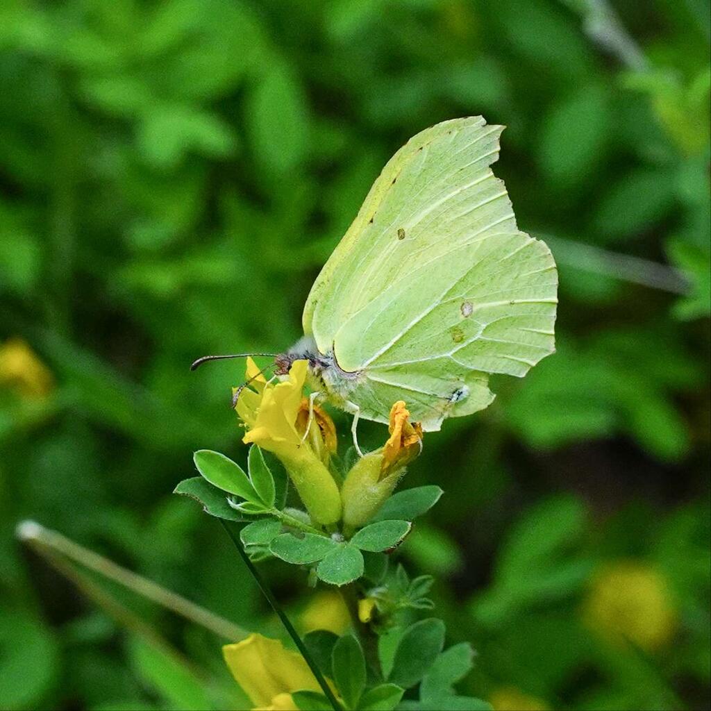 Zitronenfalter © Edith Ehm / schmetterlingsapp.at/sichtung/902298 Zitronenfalter (Gonepteryx rhamni)