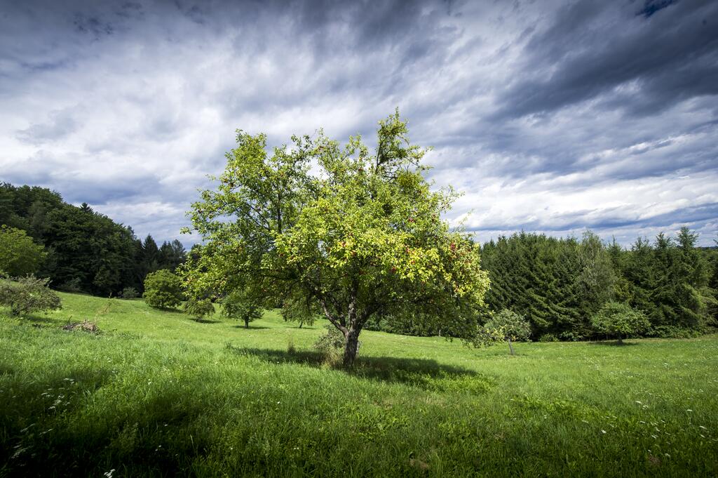 Apfelbaum Streuobstwiese Steiermark