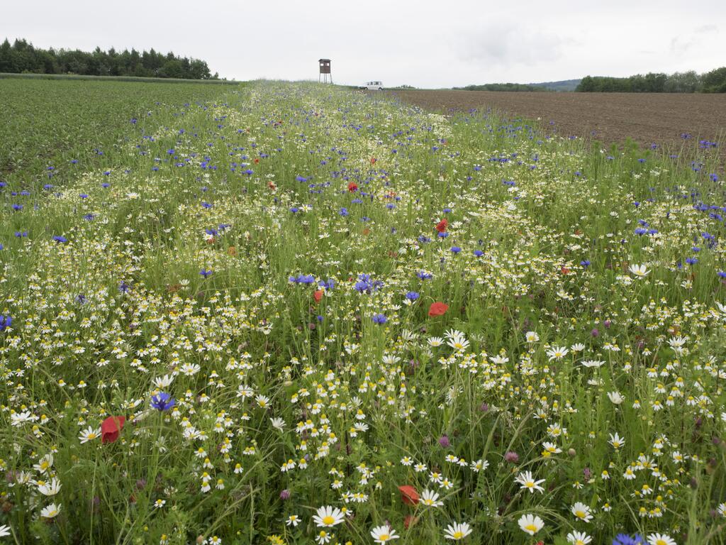 Blühstreifen