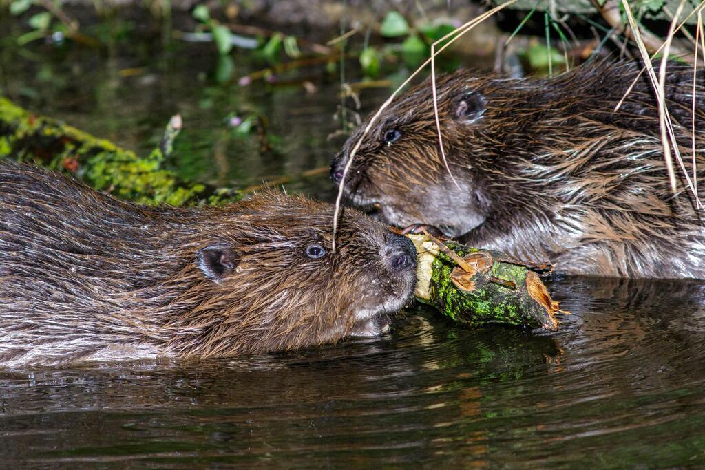 Zwei Biber im Wasser