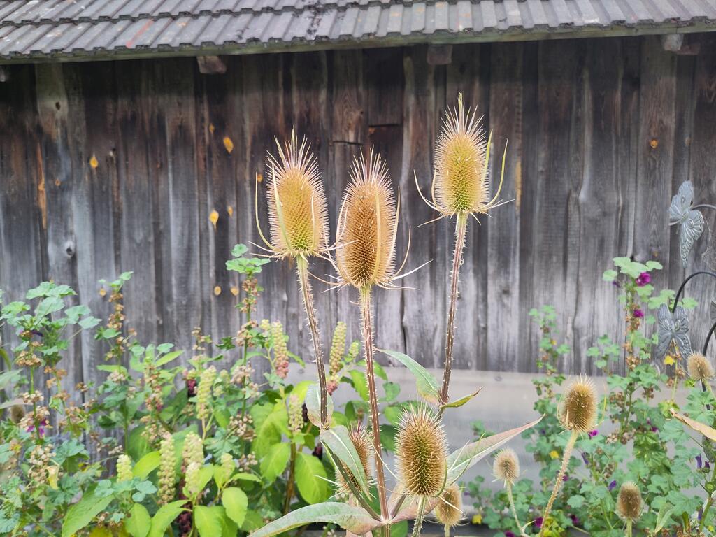 Wilde Karde  © Johannes Maurer Wilde Karde