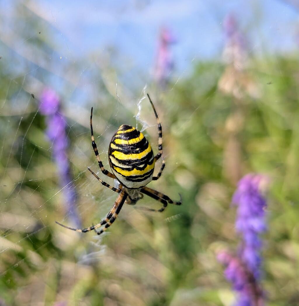 Schwarz- Gelbe Spinne 
