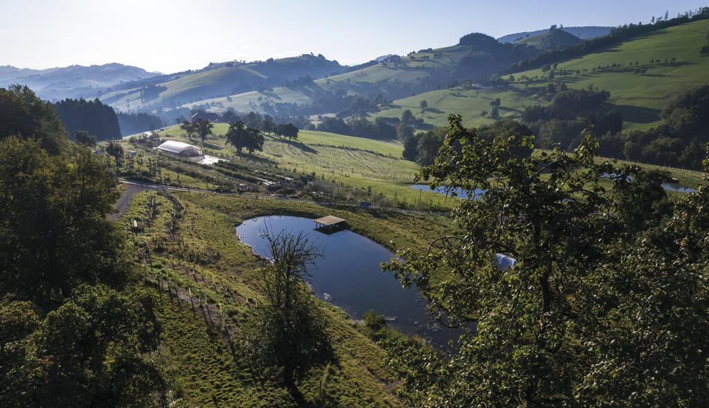 Vogelperspektive auf einen Teich