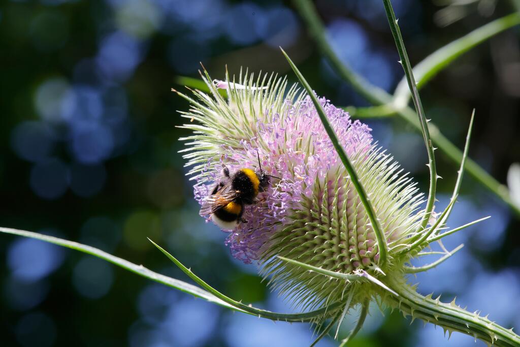 Wilde Karde  © aggi-schmid_adobestock Wilde Karde mit Hummel