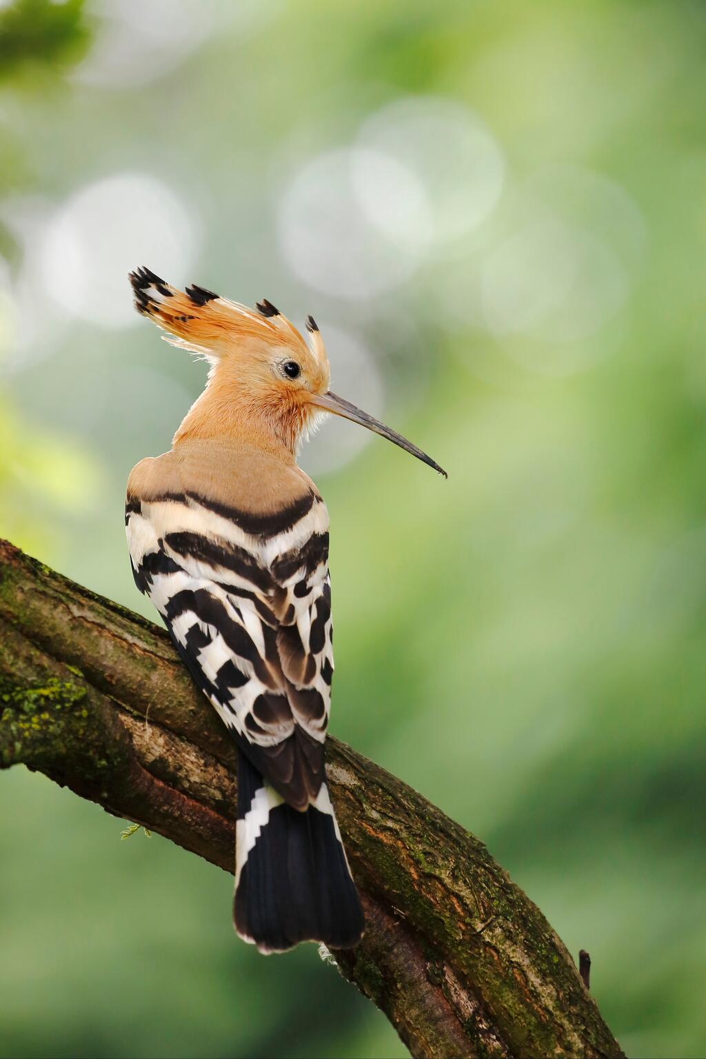 Wiedehopf auf einem Ast
