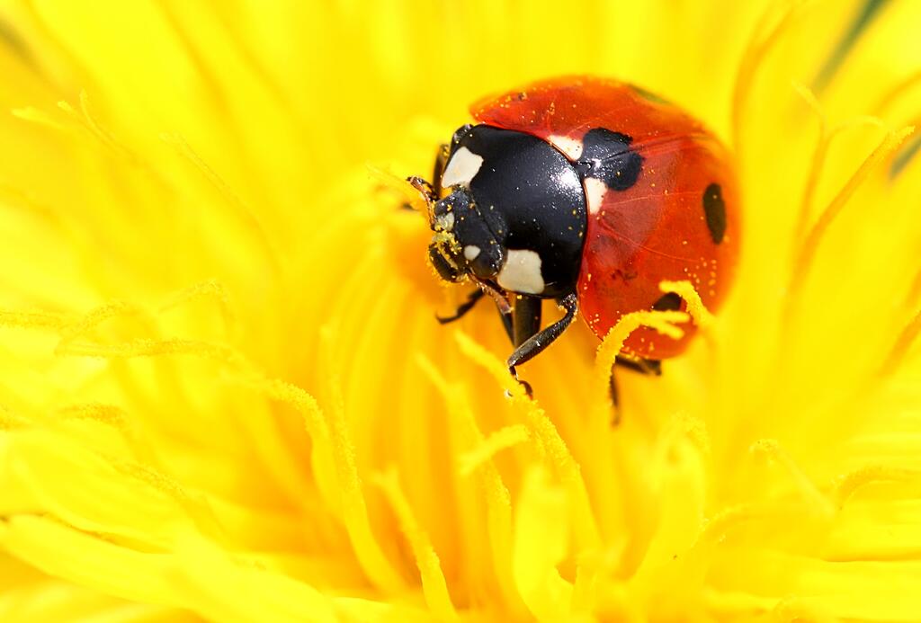 Kaefer Marienkaefer Coccinella septempunctata