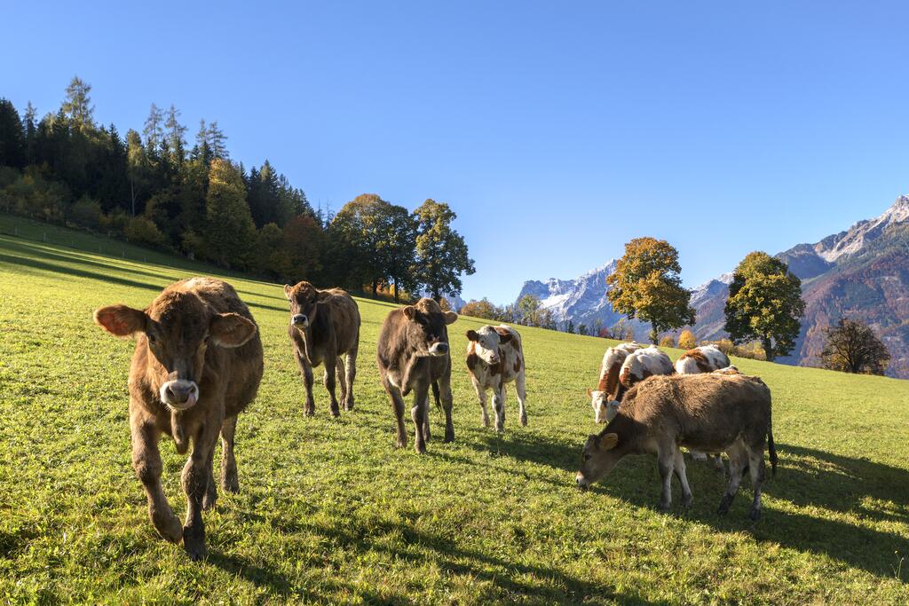 Kühe auf einer grünen Wiese