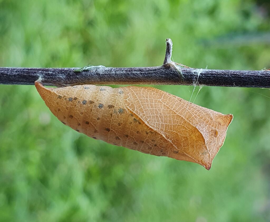 Segelfalterpuppe