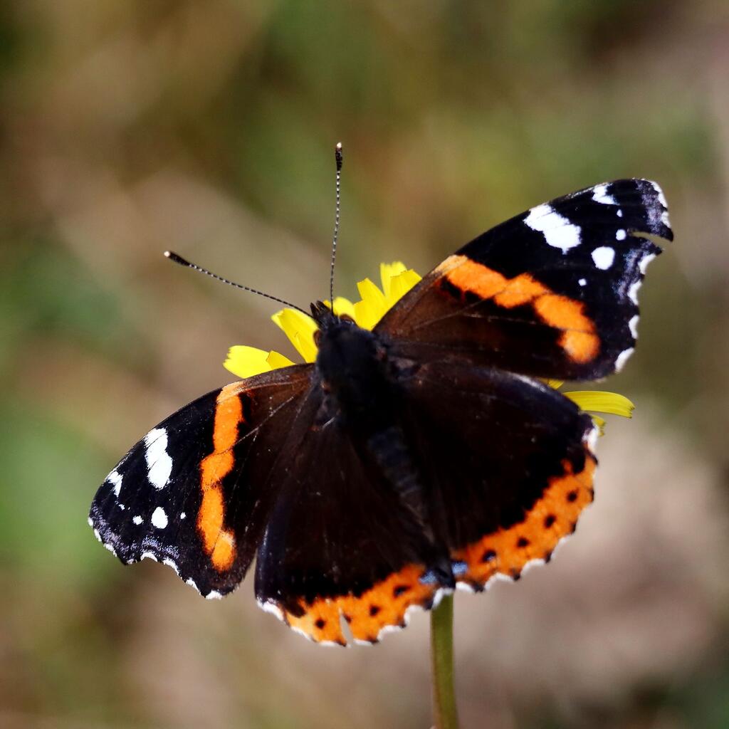Schmetterlinge bestimmen: Admiral
