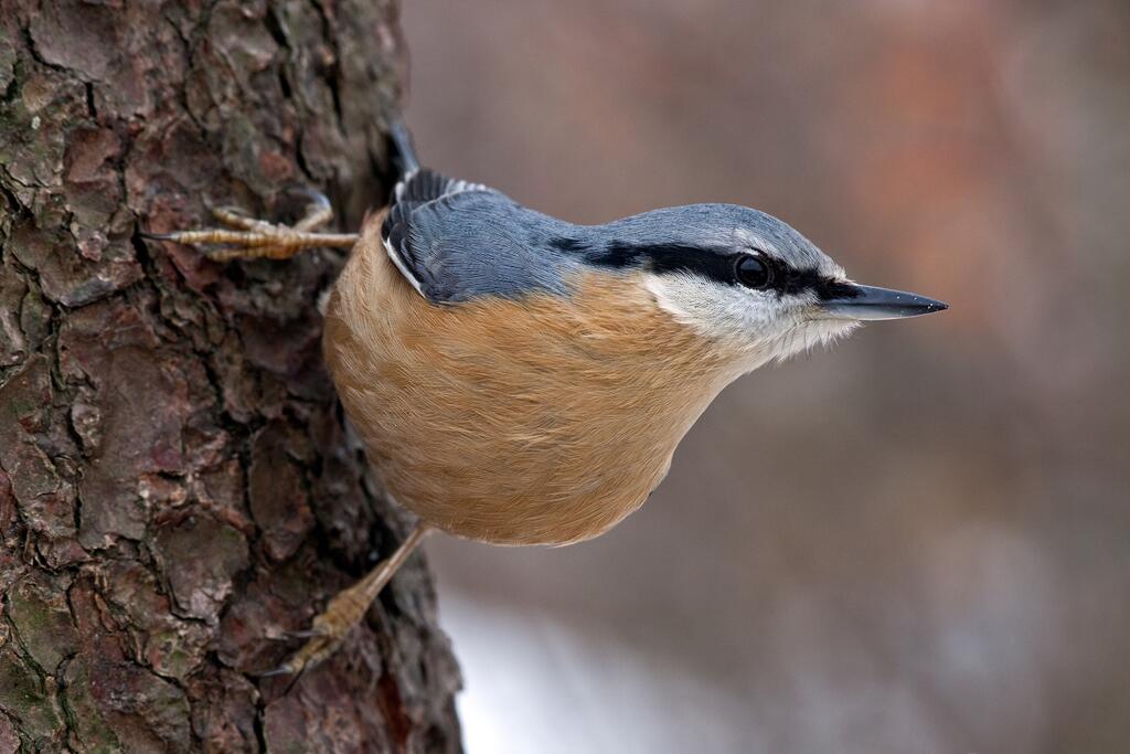Kleiber seitlich auf einem Baum 