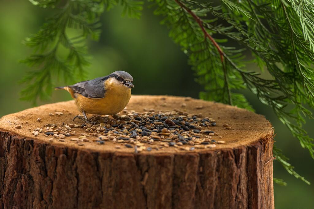 Kleiber sitzt auf einem Baumstamm mit Vogelfutter