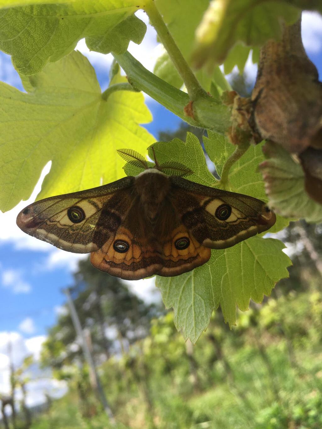 Wiener Nachtpfauenauge auf grünem Blatt