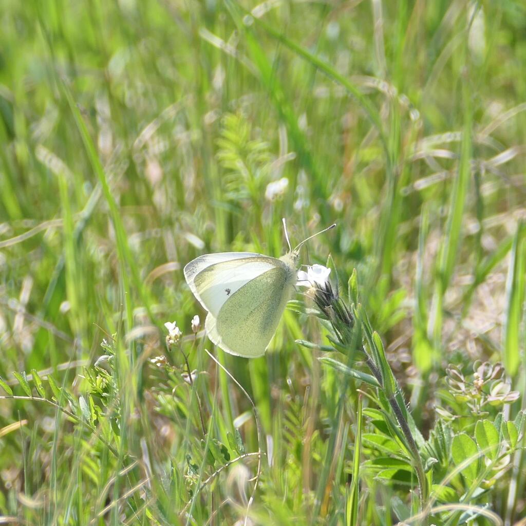 Schmetterlinge Mythen