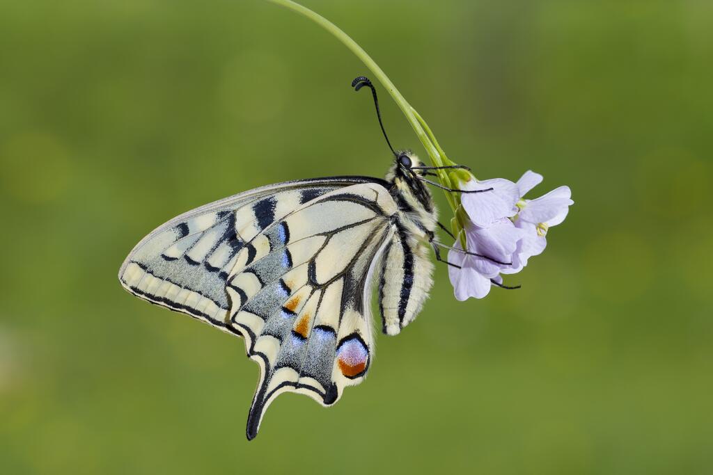 schmetterlinge mythen
