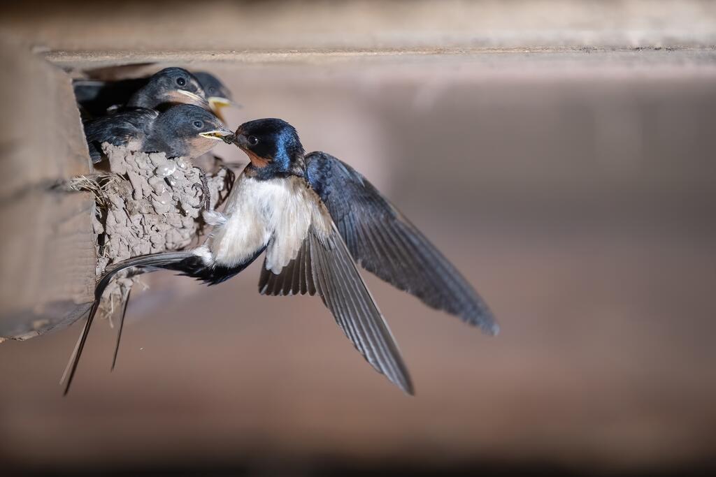 Rauchschwalbe bei Fütterung ihrer Küken