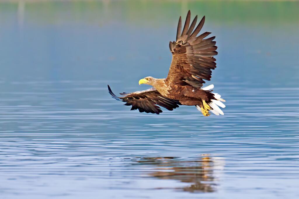 Seeadler fliegt über Wasser