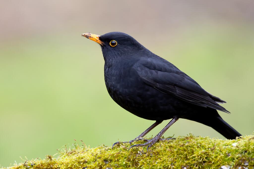 Amsel