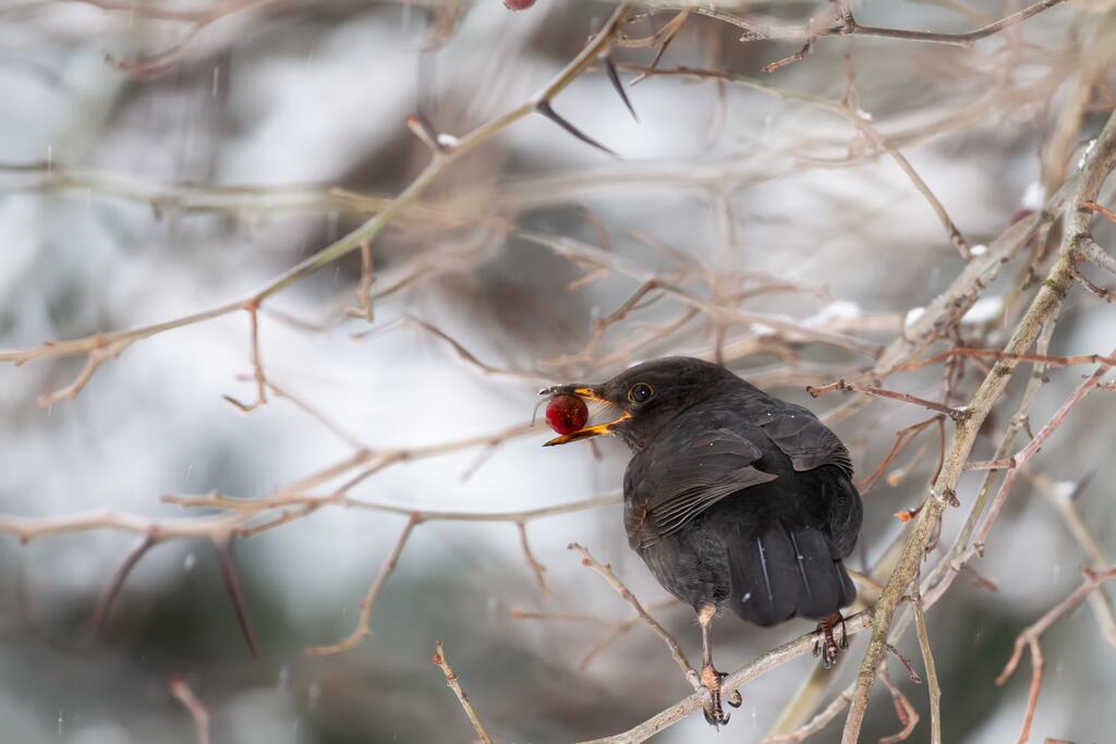 Amsel (Turdus merula)