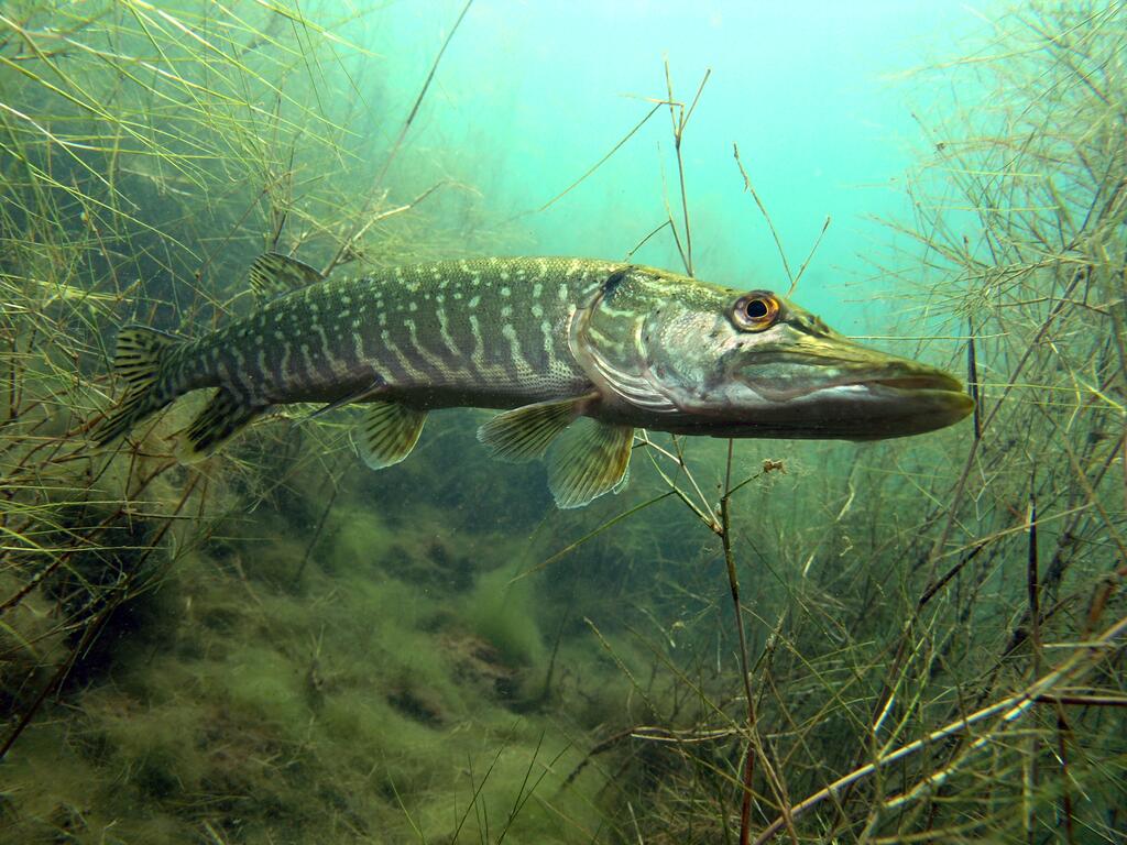 Hecht (Esox Lucius)