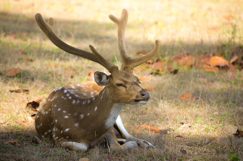 Rehkitz schläft im Schatten