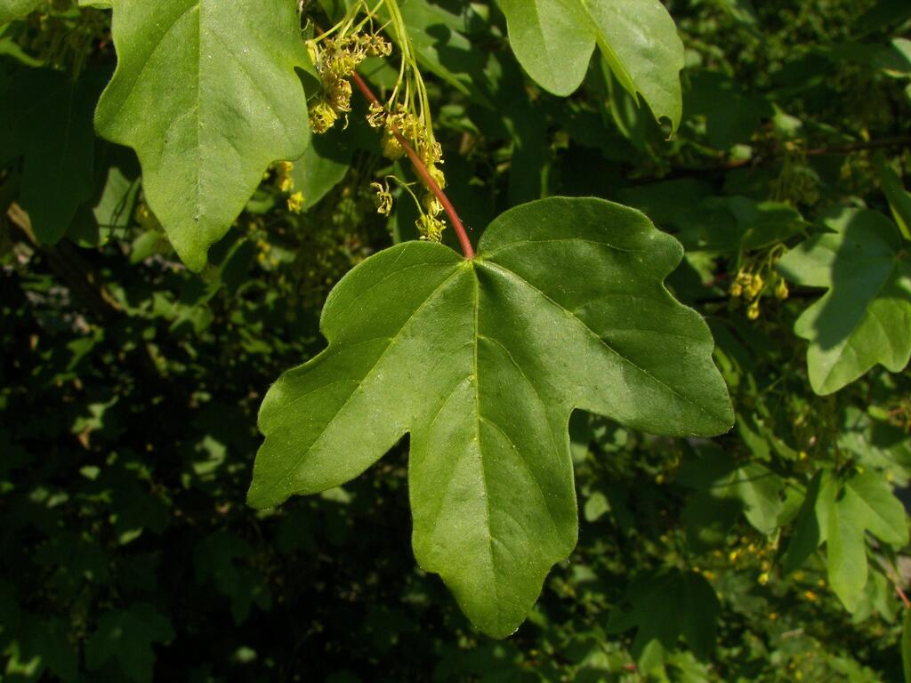 Feldahorn (acer compestre)