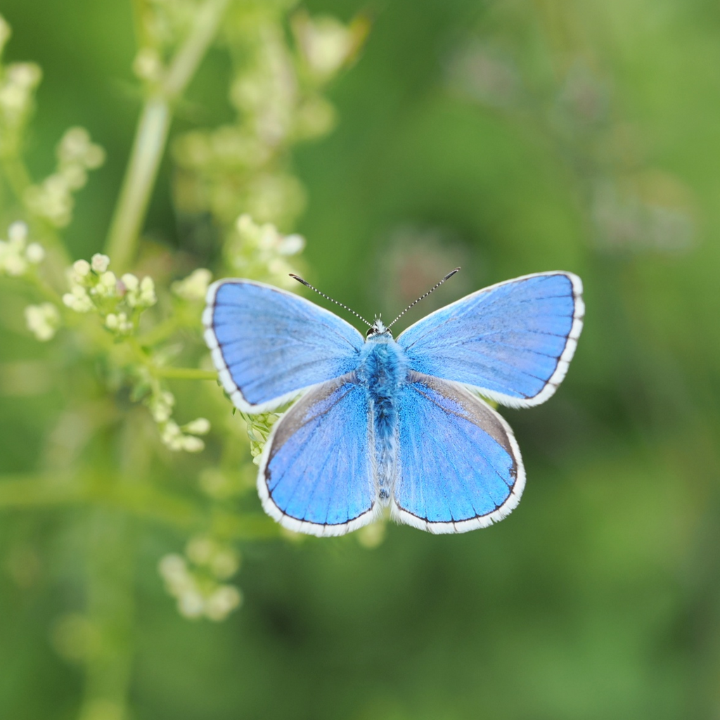 Ein blauer Falter sitzt auf einer weißen Blume