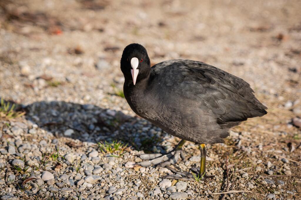 Blässhuhn auf vielen kleinen Steinen
