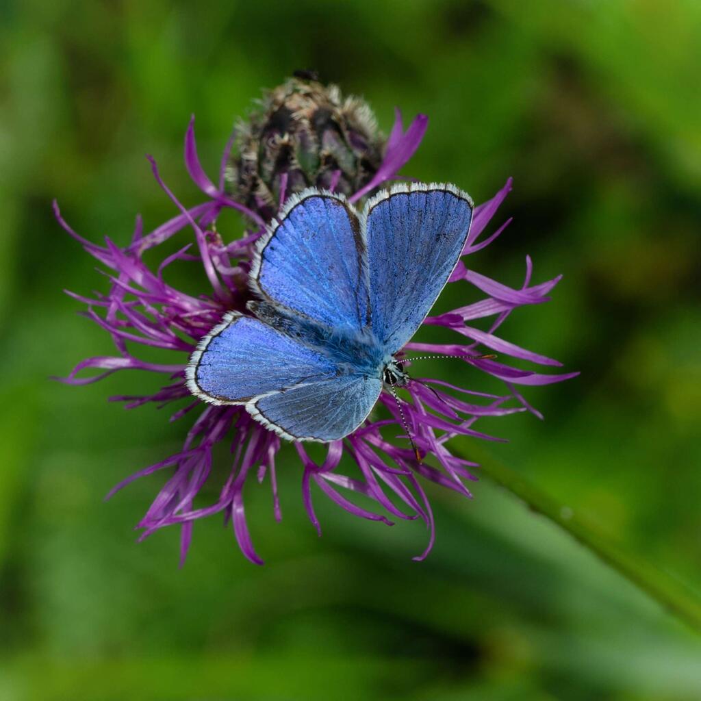 Himmelblauer Bläuling auf einer Blume
