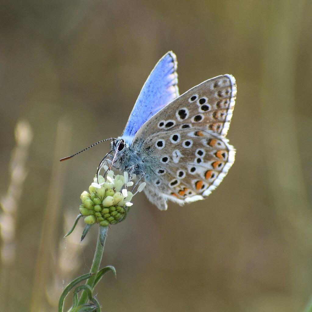 Himmelblauer Bläuling auf einer Blume