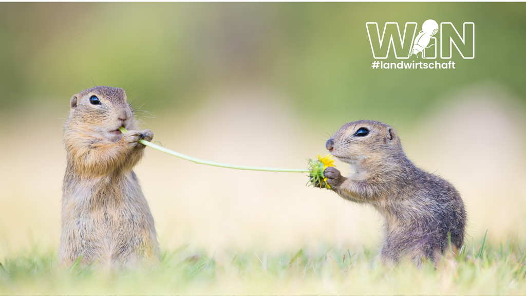 Zwei Ziesel halten ein Löwenzahn 